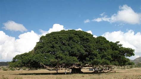Cultivo Del Sicomoro Ficus Sycomoro Agromática