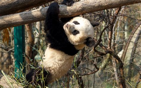 Bakgrundsbilder Vilda Djur Och Växter Panda Zoo Grenar Björn