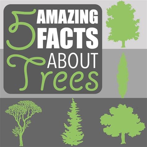 Amazing Facts About Trees 5 Amazing Facts About Trees By Of Houses