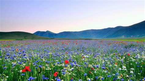 Beautiful Flower Meadow Hd Desktop Wallpapers 4k Hd