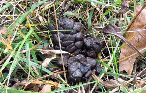 Scat Tergories The Scoop On Poop Forest Preserve District Of Will County