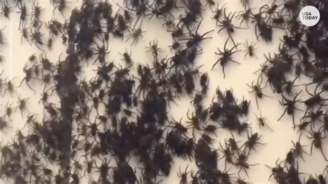 Spiders Escape Flooding By Crawling On Mans Fence