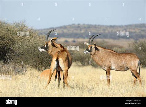 Roan Antelope Hippotragus Equinus Two Roans Stand In Savanna South