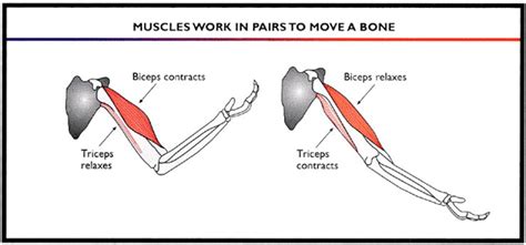 Diagram Of Muscles In The Body Major Skeletal Muscles Anatomy 101