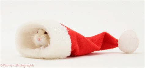 Cute Hamster Christmas Wallpapers Wallpaper Cave