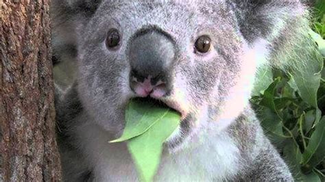 Funny Koala Bears Youtube