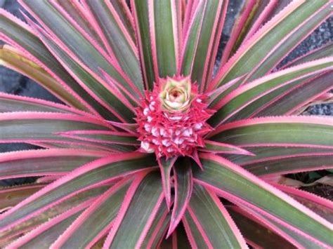 Pink Pineapple Ornamental Botanical Plant Nursery