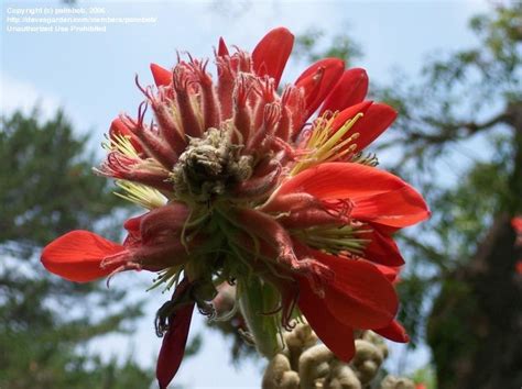 Plantfiles Pictures Broad Leafed Coral Tree Erythrina Latissima 1