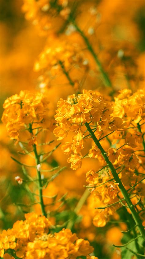 We chose to have the flowers delivered on the wednesday before mother's day (sunday) for two reasons: mq17-orange-flower-spring-fun-nature-wallpaper
