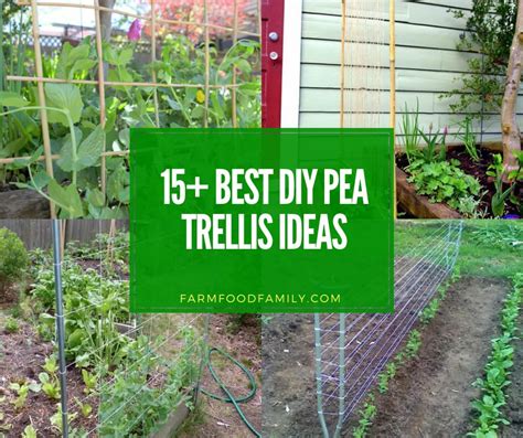 Diy Pea Trellis Ideas 5 Trellis Ideas For Vining Vegetables Rake And