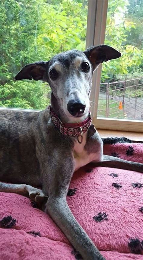 Angie Has The Most Adorable Ears Ears Greyhounds Grey Hound Dog