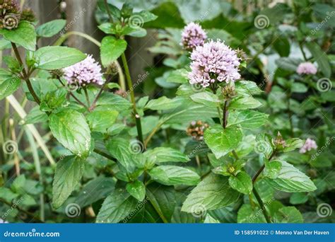 Flowering Peppermint Mentha Piperita Plant In A Garden Stock Photo