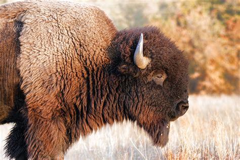American Bison The Art Of Tending