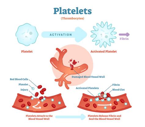 Platelets Illustrations Royalty Free Vector Graphics And Clip Art Istock