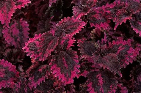 4 Reasons To Grow Coleus Shade Annuals Birds And Blooms