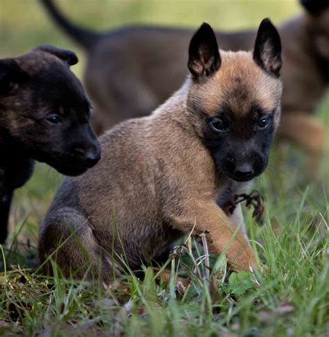Find belgian malinois puppies and breeders in your area and helpful belgian malinois information. Moss K9 | Dutch Shepherd & Malinois Puppies for Sale | Breeder