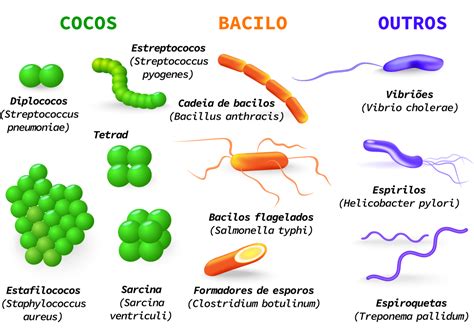 Tipos De Bacterias Segun Su Forma Tipos De Bacterias Bacteria Udocz