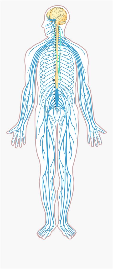 Nervous System Diagram Unlabeled Free Transparent Clipart Clipartkey My Xxx Hot Girl