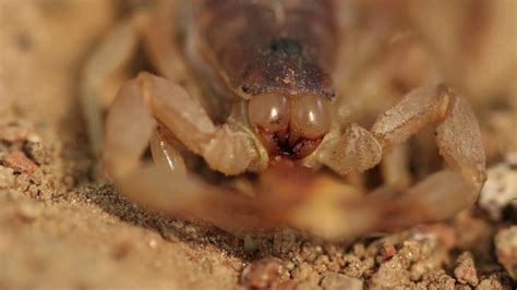 Scorpion Feeding Macro Close Up Youtube