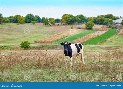Cow Pastures On The Farm Field Stock Photo Image Of Blue Rural 62858574