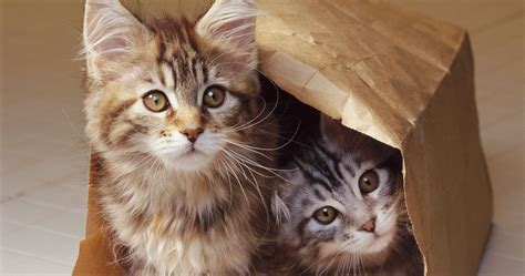 So, on international cat day 2021, you can share sweet quotes, greetings, wishes and images to your loved ones to celebrate the small furry mammals. International Cat Day: Five Reasons We Love Cats | HuffPost UK