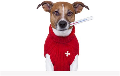 A devoted team believes in doing everything they can for your pet, from a variety of services to providing knowledge on how new to mission animal hospital? Brooklyn Veterinarian | Kensington | Pet Haven Animal Hospital
