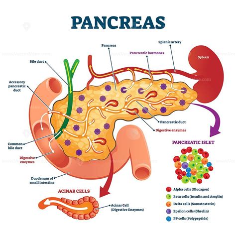 Pancreas Anatomical Cross Section Model Vector Illustration Medical Example