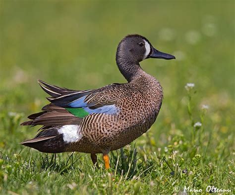 Treknature Blue Winged Teal Duck Photo Blue Winged Teal World