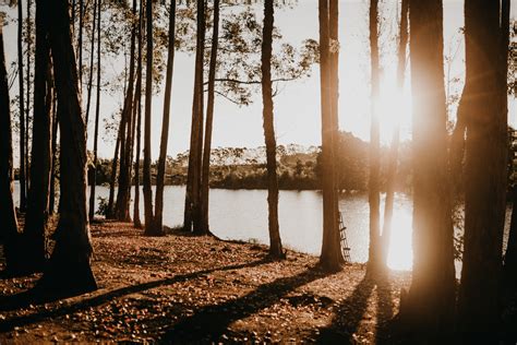 Trees Near Lake · Free Stock Photo