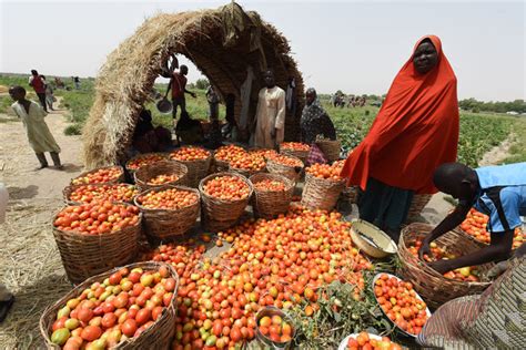 Food Insecurity Strains Deepen Amid Civil Conflict And Drought Fao In