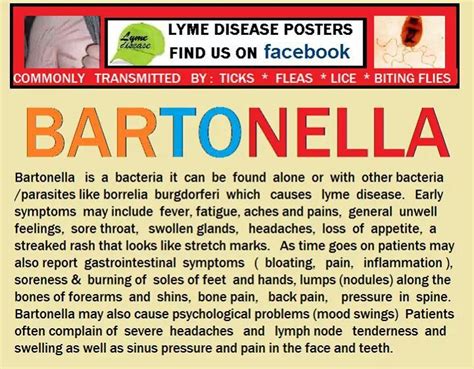 Bartonella Lyme Disease Awareness Lyme Disease Symptoms Disease