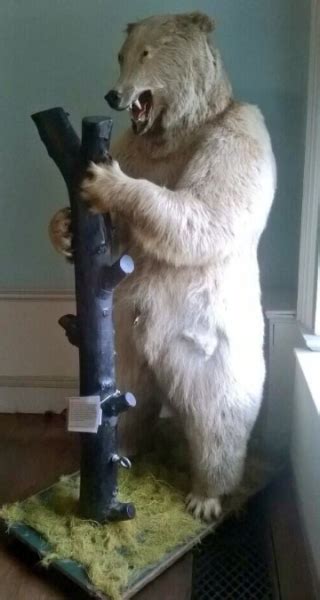 The 30 Worst Examples Of Taxidermy Ever
