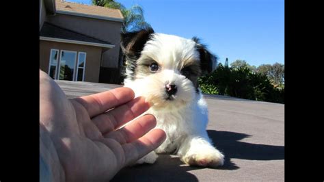 Lancaster puppies has morkie puppies for sale. Parti Morkie Puppies For Sale in San Diego California USA ...