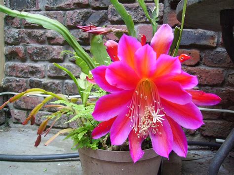 Free delivery and returns on ebay plus items for plus members. Urban Garden and Backyard Farming, South Africa: The Joys ...