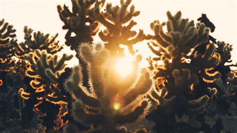 Cacti Desert Sunlight Sunset Picture Photo Desktop Wallpaper