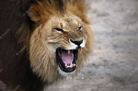 Lion Snarl Profile