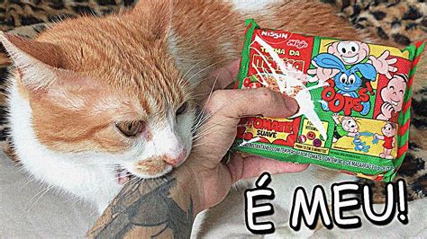 Fazendo Um Miojo O Meu Gato YouTube