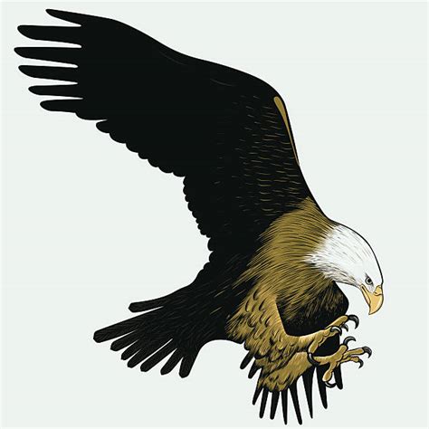 Best Bald Eagle Flying Illustrations Royalty Free Vector Graphics
