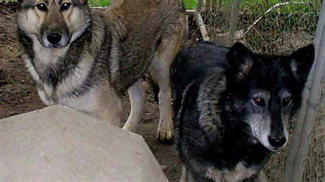 German Shepherd Wolf Hybrid Puppies For Sale German Choices