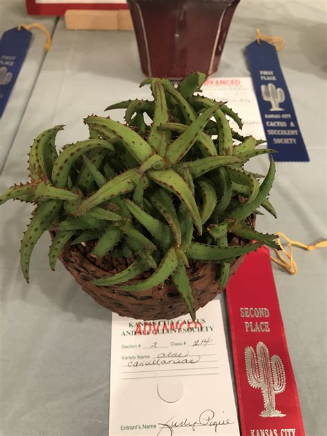 Check out our cactus in pots selection for the very best in unique or custom, handmade pieces from our planters & pots shops. Kansas City Cactus and Succulent Show this weekend ...