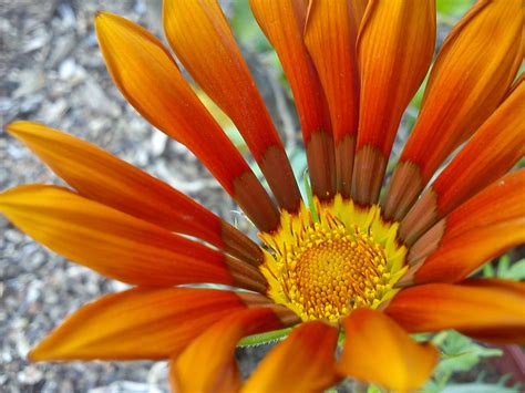 8a in viernheim, ☎ telefon 06204/701270 mit ⌚ öffnungszeiten und anfahrtsplan. Orange Blume