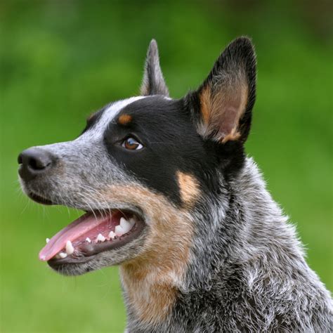 Australian Cattle Dog Breed Guide - Learn about the ...