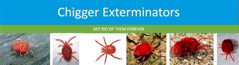 How To Kill Chiggers Complete Guide To Getting Rid Of Chiggers