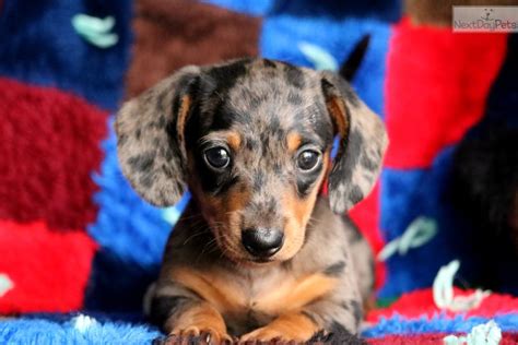 69 Mini Dachshund Puppies Pennsylvania Picture Bleumoonproductions
