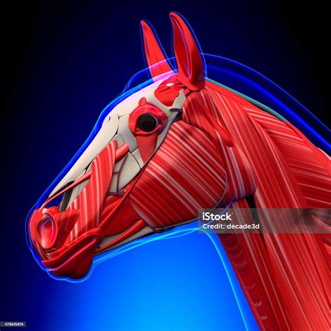 Otot Kepala Kuda Anatomi Equus Kuda Foto Stok Unduh Gambar Sekarang