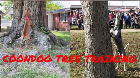 Coonhound Tree Training 🐶🌲 Youtube