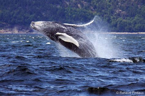 Tadoussac Whale Watching De Canada Specialist