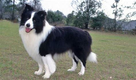Official instagram of the biggest border collie community! Cuccioli border collie - Cani Taglia Media ...