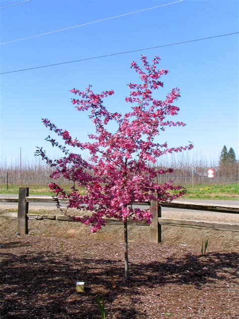 As they mature, they become drought tolerant and need very little care or attention. Royal Raindrops® Crabapple Tree | Garden Gate Nursery