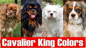 Are King Charles Cavaliers Yappy The 7 Detailed Answer Chambazone Com